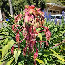 Image result for Beschorneria yuccoides