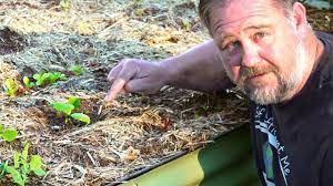We have found that it also help to keep out those really big rats. This Easy Garden Trick Stops Rats Eating Your Seeds Youtube