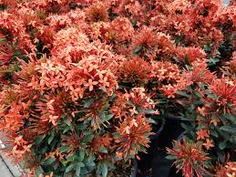Pronunciation of zinnias with 1 audio pronunciations 0 rating rating ratings record the pronunciation of this word in your own voice and play it to listen to how you have pronounced it. Ixora I Think You Pronounce It Del S Garden Center Facebook