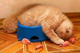 Can Cats Eat Shrimp Or Is It Unhealthy For Them Americavoted Com Digital Marketing
