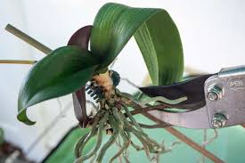 Image result for orchid cuttings