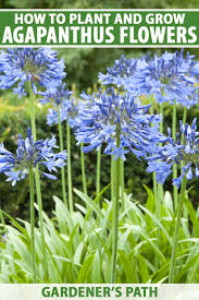 Maybe you would like to learn more about one of these? How To Grow And Care For Agapanthus Gardener S Path