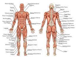 In textbooks and lectures these details about muscles are described using specialized vocabulary that is hard to understand. Starting Stretching 53 Full Body Stretches For Beginners The Health Science Journal Body Muscle Chart Human Body Muscles Muscle Diagram