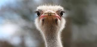 Are you an ostrich investor?