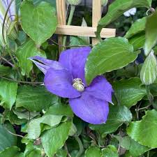 These rugged and beautiful shade lovers throw long and colorful spikes above divided foliage in summer. Clematis Blue Purple Varieties Tend Greenpoint