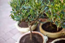 L Olivier L Arbre Deco Tendance Actu
