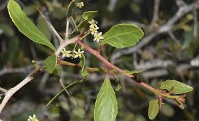 Image result for Gymnosporia senegalensis