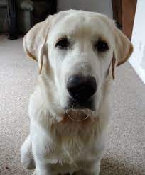 In general, this hybrid is large in stature and can favor either a lab or a husky in their appearance. Pyrador Dog Breed Information And Pictures