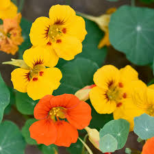 Image result for Nasturtium