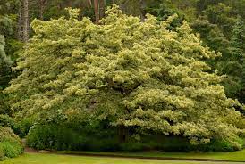 Here a young acorn on a shrub in the forest near meteora, greece. File Tree In Inverewe Garden Jpg Wikipedia