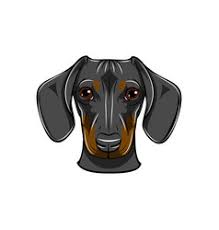 4.40 · rating details · 3,064 ratings · 57 reviews. Dachshund Face Vector Images Over 530