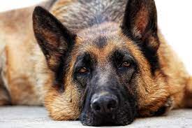 But if you know the symptoms of cancer in dogs, you can help to catch canine cancer early, giving your pet the best chance for treatment to extend life, and possibly even to cure cancer. Bone Cancer In Dogs Symptoms Causes Diagnosis Treatment Recovery Management Cost