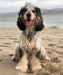Check spelling or type a new query. Sable Roan Cocker Cocker Spaniel Spaniel Puppies Dogs