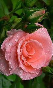 Pin Di Luciana Su Amo Flores Plantas Frutas Bellissimi Fiori Fiori Fiori Rosa