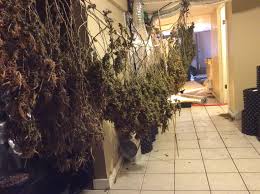 1200 x 900 jpeg 169 кб. Two Face Charges After Marijuana Grow Farm Discovered In Centerville Capecod Com