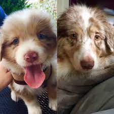 Check spelling or type a new query. Anyone Else Have An Aussie Whose Eyes Changed Color As They Aged Australianshepherd