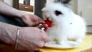You can give a rabbit strawberries as a treat. Rabbit Eating A Strawberry Youtube