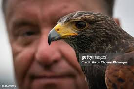 33 Corby Davis Stock Photos, High-Res Pictures, and Images