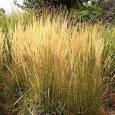 Maybe you would like to learn more about one of these? Ornamental Grasses For Sale High Country Gardens