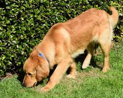 The puppies gentle temperaments, happy personalities, and their beautiful light golden colors are one to be seen. Oakley 19 005 M 8 Months Golden Retriever Rescue Of North Texas