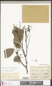 Image result for Anthonotha