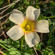 Image result for Oxalidaceae