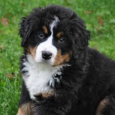 Check spelling or type a new query. Heart Of Michigan Bernese Mountain Dog Rescue Home Facebook