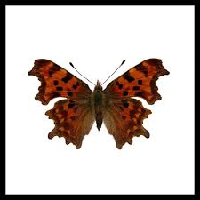 Image result for Polygonia c-album