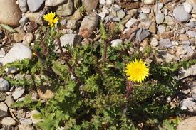 Image result for Anisopappus kirkii