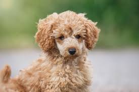 Hypoglycemia or hip dysplasia, so you could react as fast as it is possible. Complete Toy Poodle Guide What To Know Before Buying