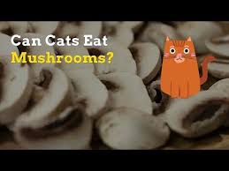 However, they should have them in moderation or as an occasional snack. Can Cats Eat Mushrooms Is It Safe For Cats