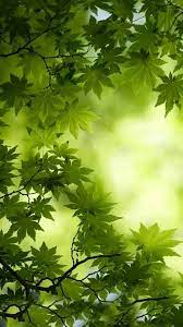 Green Tree Leaves Wallpaper Nature Photography Trees Beautiful Nature Wallpaper Green Nature