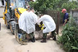 În alte trei localităţi de pe malul dunării a fost confirmat virusul pestei potrivit reprezentantului dsvsa dolj, există o suspiciune de pestă porcină şi la un fond de vânătoare din gighera, după ce au fost găsiţi. Pesta PorcinÄƒ AfricanÄƒ Face Ravagii In Sudul Doljului Ziarul De Calafat