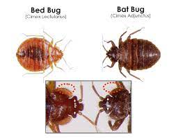 Bat Bugs Bat Specialist Of Michigan
