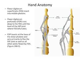 It acts best when the wrist broaden. Dr S Nishan Silva Mbbs Ppt Download