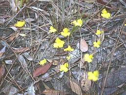 Image result for Utricularia subulata