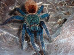 Chromatopelma Cyaneopubescens Greenbottle Blue Gbb Have This Guy He S Fast And A Bit Jumpy Great E Green Bottle Blue Tarantula Tarantula Animals Reference