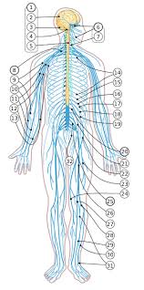 The nervous system, essentially the body's electrical wiring, is a complex collection of nerves and specialized cells known as neurons that transmit signals between different parts of the body. Diagram Label Nerve Diagram Full Version Hd Quality Nerve Diagram Gspotdiagram Casadiriposojbfestaz It