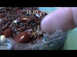 Litschi Die Vermehrung Ist Ganz Einfach Lychee For Bonsai Youtube Litschi Pflanzen Ananas Pflanzen Pflanzen
