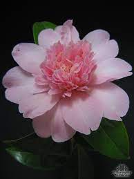 Camellia X Williamsii Ballet Queen Fiori Creare Un Fiore Camelia