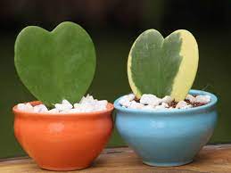 Rustique, cette plante venant du mexique nécessite malgré tout un entretien particulier. Hoya Kerrii Comment Entretenir Cette Petite Plante Sympa