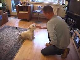 dressirovka sobak doma s nulya vvedenie dressirovka sobak sobaki igry dlya sobak