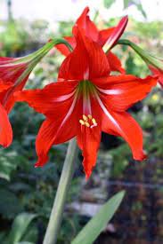 Pin On Gardening
