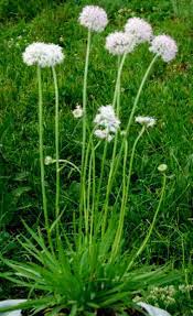 Pin On Exterior Plants Full Sun Well Drained Drought Tol T