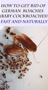 Cockroach species controlled, but not limited to: Pin On Diy Home