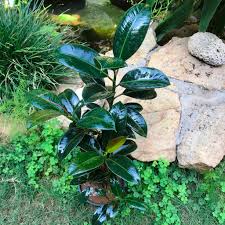 Image result for Ficus elastica