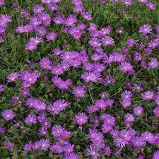 Ice planter er en type flerårig bunndekke som ser fantastisk plantet i steinbed og grenser for sin levende farger. Delosperma Table Mountain John Proffitt Perennial Resource