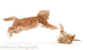 playful ginger kitten leaping at another lying on its back cat background cats gorgeous cats