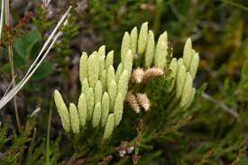Litunarjafni Diphasiastrum Alpinum Plants Flora Moss