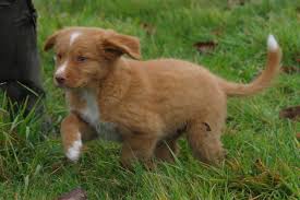 Two friendly dogs in nature. Nova Scotia Duck Tolling Retriever 13 Things You Need To Know About Them